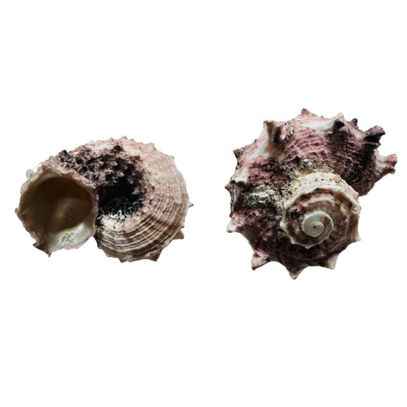 Artisan Conch Shell & White Keshi Teardrop Pearl Necklace With Silver Metalwork - Picture 16 of 17